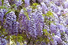 Glicinia Lilás - Wisteri sinensis - Flor - trepadeira - Estoque Limitado - loja online
