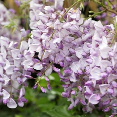 Glicinia Lilás - Wisteri sinensis - Flor - trepadeira - Estoque Limitado na internet