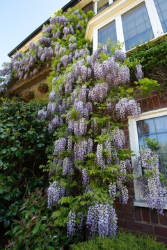 Glicinia Lilás - Wisteri sinensis - Flor - trepadeira - Estoque Limitado - comprar online