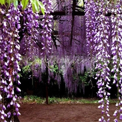 Glicinia Lilás - Wisteri sinensis - Flor - trepadeira - Estoque Limitado