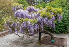 Imagem do Glicinia Lilás - Wisteri sinensis - Flor - trepadeira - Estoque Limitado