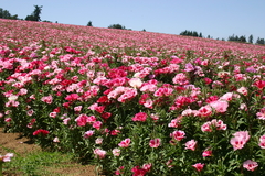 Godetia Azaleia - Godetia grandiflora - Flor - Plantamundo