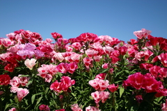 Godetia Azaleia - Godetia grandiflora - Flor na internet