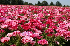 Godetia Azaleia - Godetia grandiflora - Flor
