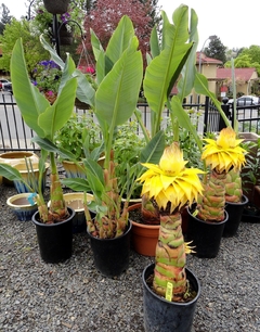 Golden lotus Banana - Musella lasiocarpa - Mudas na internet