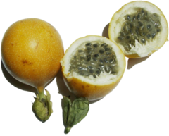 Granadilla - Granadilha - Maracujá Passiflora ligularis - comprar online