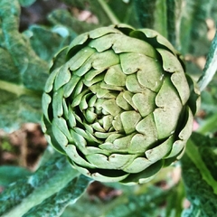 Alcachofra Verde redonda