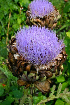 Alcachofra Verde redonda - comprar online