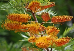 Carvalho Australiano - Grevillea Robusta -Carvalho Sedoso