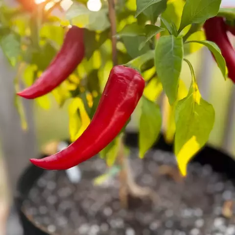 Pimenta Guajillo - Pimenta Mirasol - Capsicum annuum
