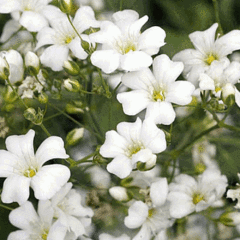 Mosquitinho Branco - Gypsophila elegans - flor