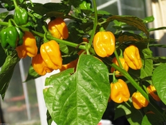 Habanero Amarela - Pimenta na internet