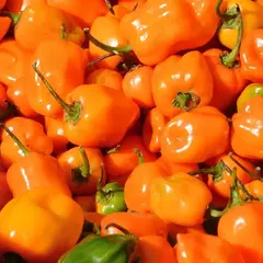 Habanero Laranja - Habanero Orange - comprar online