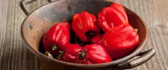 Habanero Vermelho - Habanero Red na internet