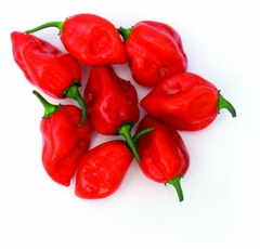 Habanero Vermelho - Habanero Red