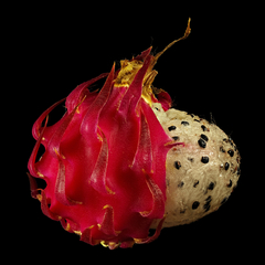 Pitaya Redonda- Harrisia pomanensis - Rara - Sementes - comprar online