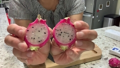 Pitaya Redonda- Harrisia pomanensis - Rara - Sementes - loja online