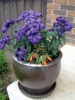 Heliotrpo maritimo - Heliotrope - Heliotropium arborescens - Flor
