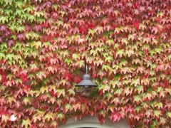 Hera Japonesa -Falsa Vinha - Boston Ivy - Parthenocissus tricusopidata - Trepadeira - Plantamundo