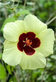 Sun Hibiscus - Hibisco Sol- Lemon yellow rosemallow - Hibiscus calyphyllus - PANC