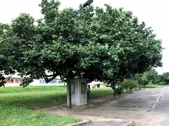 Algodoeiro da Prais - Hibisco da Praia - Hibisco arboreo - Hibiscus tiliaceus - MUDAS - comprar online