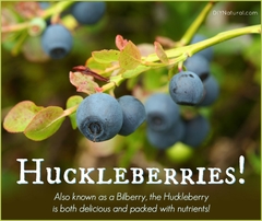 Garden Huckeleberry - Solanum melanocerasum - Fruta - Plantamundo