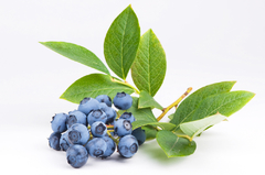 Garden Huckeleberry - Solanum melanocerasum - Fruta - comprar online