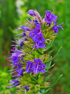 Hissopo - Hyssopus Officinalis - Alfazema De Caboclo Flor Erva - Sementes - Plantamundo