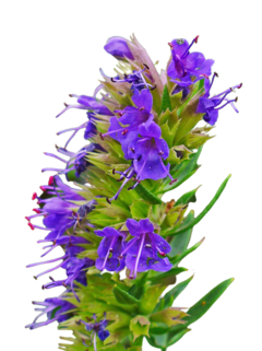 Hissopo - Hyssopus Officinalis - Alfazema De Caboclo Flor Erva - Sementes - comprar online