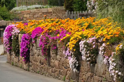 Ice plant - Delosperma - Flor - Sementes - comprar online