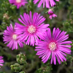 Ice plant - Delosperma - Flor - Sementes na internet