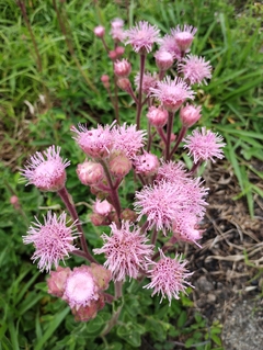 Agerato Rosa - Ageratum houstonianum Rosa - Plantamundo