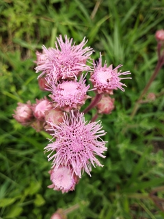 Agerato Rosa - Ageratum houstonianum Rosa