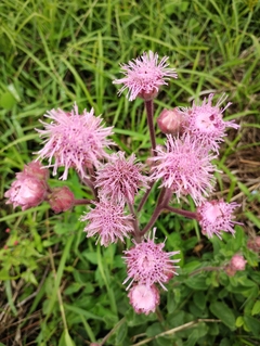 Agerato Rosa - Ageratum houstonianum Rosa na internet
