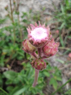 Agerato Rosa - Ageratum houstonianum Rosa - comprar online