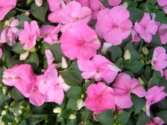 Impatiens Walleriana Rosa Baby Rosa Beijinho