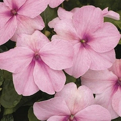 Impatiens Walleriana Rosa Baby Rosa Beijinho - comprar online