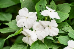 Impatiens Walleriana Branco Baby White Beijinho na internet