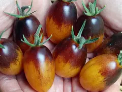 Tomate Indigo Kumquat - Raro, belissimo e delicioso! - comprar online