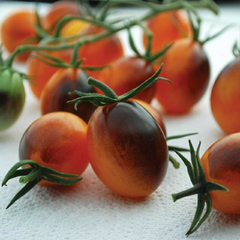 Tomate Indigo Kumquat - Raro, belissimo e delicioso! - Plantamundo
