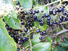 Planta Insulina - Cissus verticillata