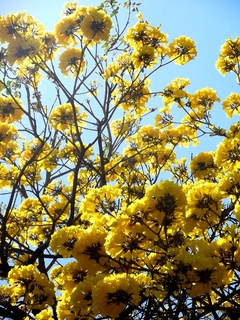 Ipê amarelo - Sementes