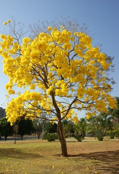 Ipê amarelo - Sementes - comprar online