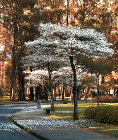 Ipê branco - Tabebuia roseoalba - Árvore florífera - sementes