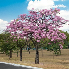 Ipê Rosa - Tabebuia Pentaphylla - Tabebuia Rosea - comprar online