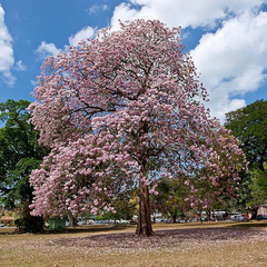 Ipê Rosa - Tabebuia Pentaphylla - Tabebuia Rosea