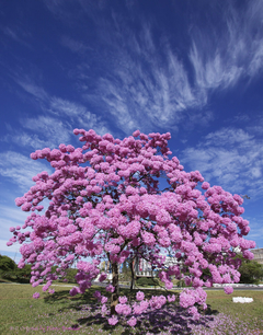 Ipê Roxo - Handroanthus impetiginosa - Tabebuia