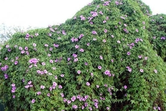Ipomoea Cairica - Railroad Morning Glory - Flor - comprar online