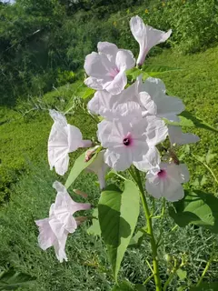 Ipomoea Arbustiva Mix (não é trepadeira)- Ipomoea carnea - Plantamundo