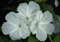 Ipomoea Arbustiva Mix (não é trepadeira)- Ipomoea carnea na internet